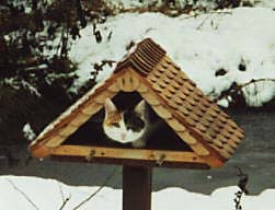 Katze im Futterhaus
