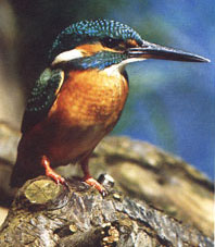 Eisvogel