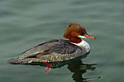 Gnsesgerweibchen