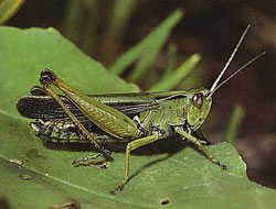 Grashpfer
